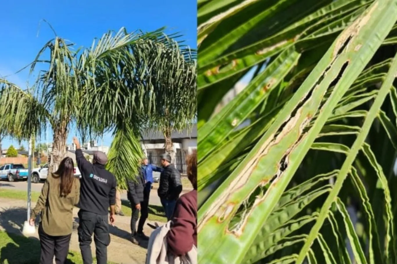 Sanidad Vegetal declaró la emergencia fitosanitaria nacional por presencia de Picudo de las Palmeras