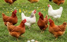 Mariela Gallinger: "Entre Ríos trabaja y se capacita para que el virus no llegue a la provincia"