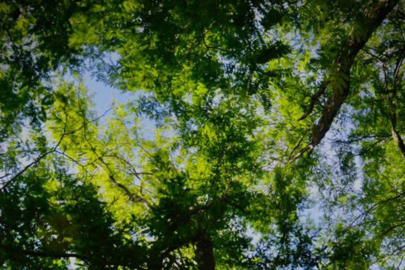 El Parque Berduc promueve la recuperación de ambientes naturales invadidos por plantas exóticas