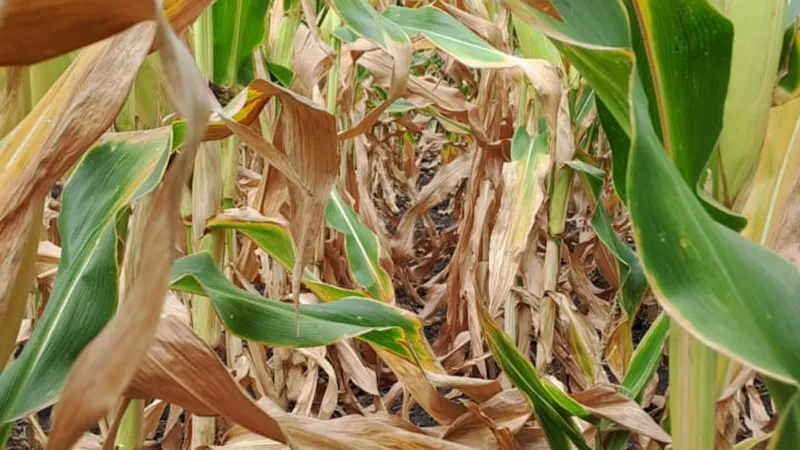 La sequía pega fuerte en el sur entrerriano y genera preocupación por la caída de los rindes de maíz