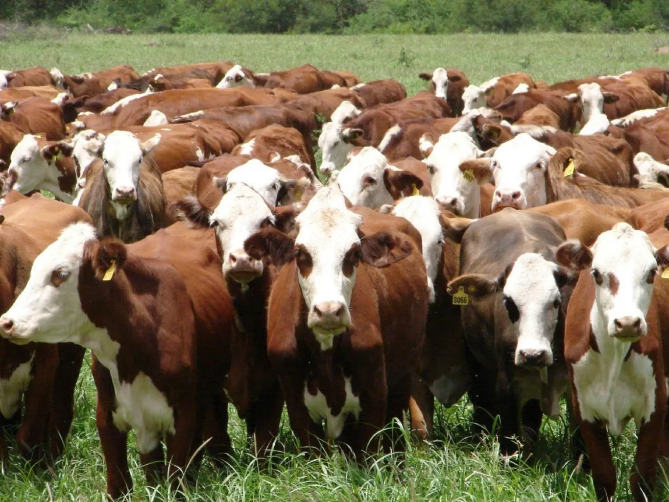 La ganadería entrerriana revela una mejora de sus índices productivos