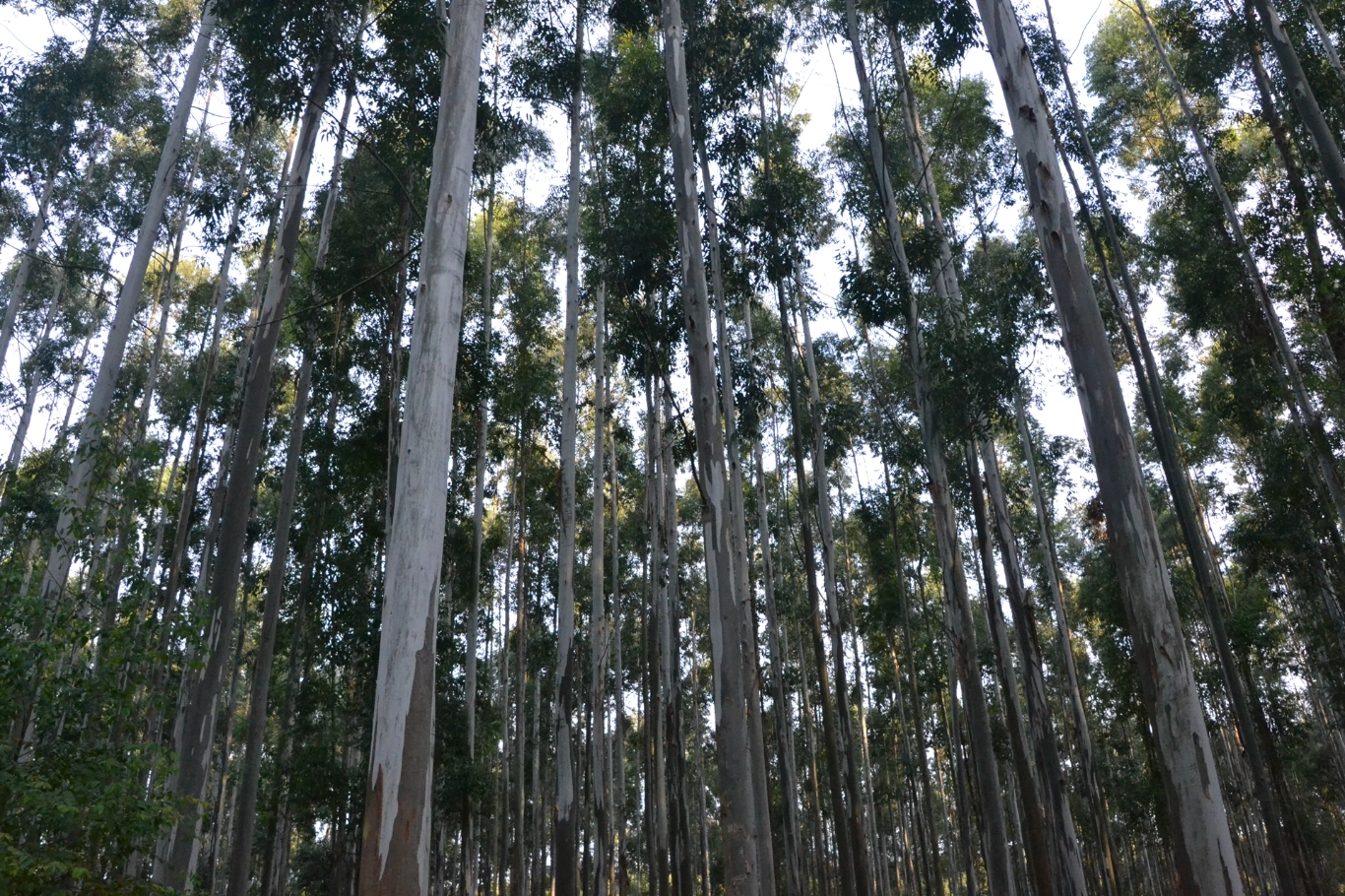 Desde el 24 de junio censarán la cadena forestal entrerriana