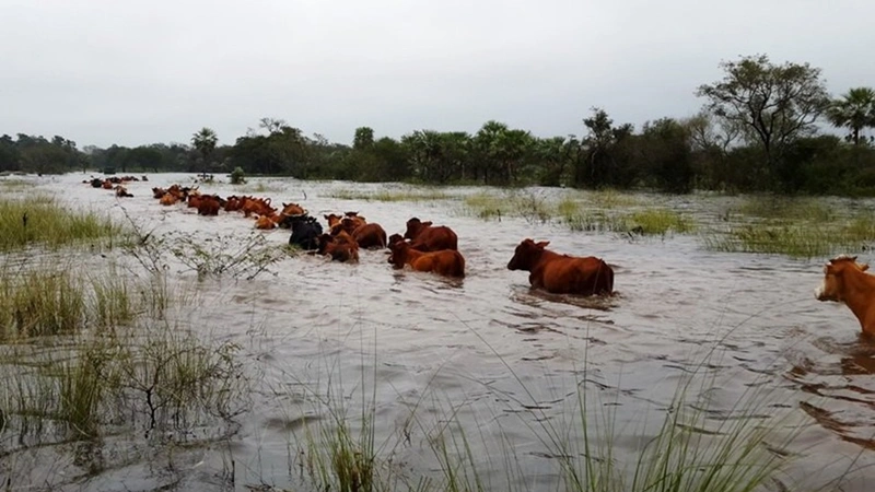 Evento Niño  Los productores de islas y campos inundables buscan dónde ubicar su hacienda